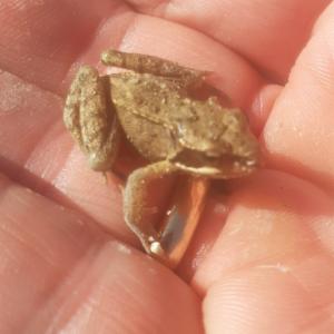 Click to view this image in a large viewer