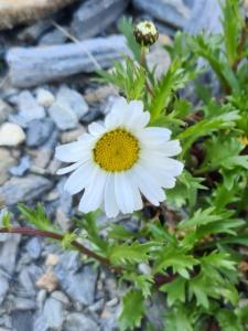 Click to view this image in a large viewer