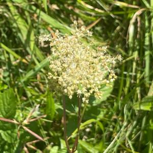 Click to view this image in a large viewer