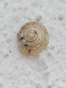 Click to view this image in a large viewer