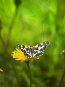 Click to view this image in a large viewer