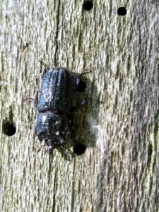 Click to view this image in a large viewer