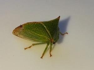 Click to view this image in a large viewer