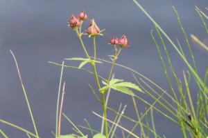 Click to view this image in a large viewer