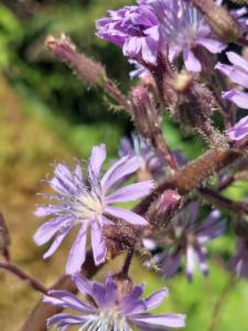 Click to view this image in a large viewer