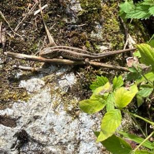 Click to view this image in a large viewer