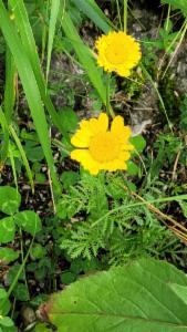 Click to view this image in a large viewer