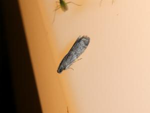 Click to view this image in a large viewer