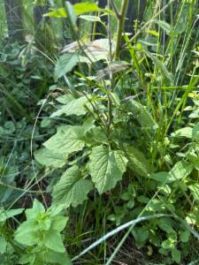 Click to view this image in a large viewer