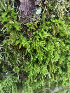 Click to view this image in a large viewer