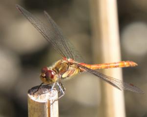 Click to view this image in a large viewer