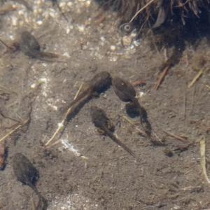 Click to view this image in a large viewer