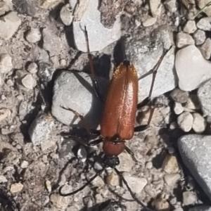 Click to view this image in a large viewer