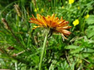 Click to view this image in a large viewer