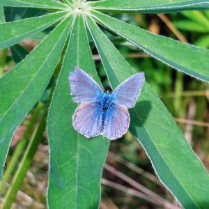 Click to view this image in a large viewer