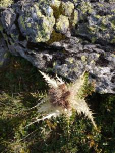 Click to view this image in a large viewer