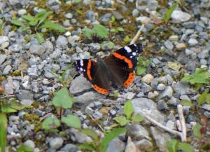 Click to view this image in a large viewer