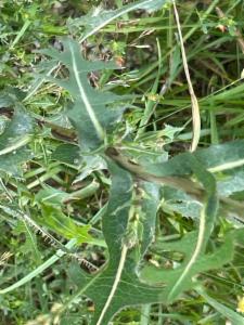 Click to view this image in a large viewer