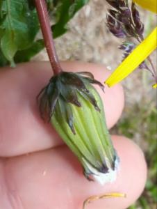 Click to view this image in a large viewer