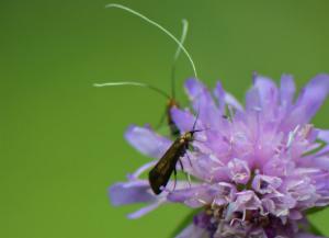 Click to view this image in a large viewer