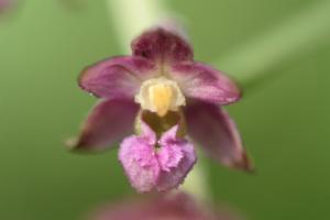 Click to view this image in a large viewer