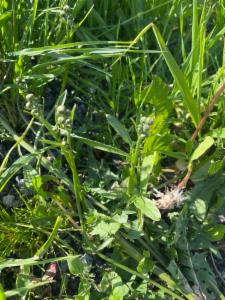 Click to view this image in a large viewer