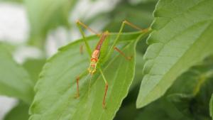 Click to view this image in a large viewer