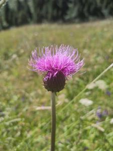 Click to view this image in a large viewer