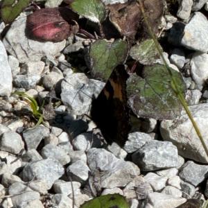 Click to view this image in a large viewer