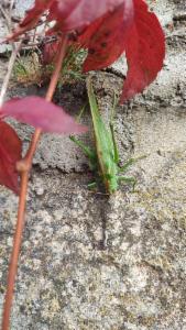 Click to view this image in a large viewer