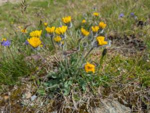 Click to view this image in a large viewer