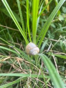 Click to view this image in a large viewer