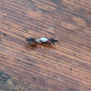 Click to view this image in a large viewer