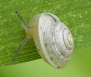 Click to view this image in a large viewer