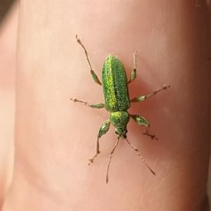 Click to view this image in a large viewer