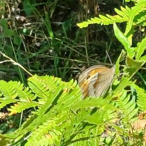 Click to view this image in a large viewer