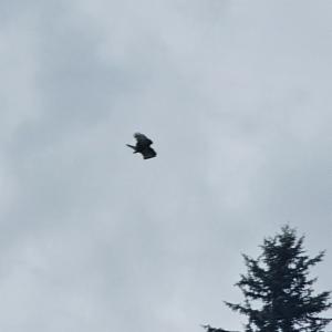 Click to view this image in a large viewer