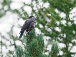 Click to view this image in a large viewer