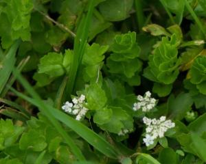 Click to view this image in a large viewer