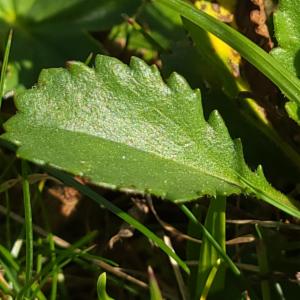 Click to view this image in a large viewer