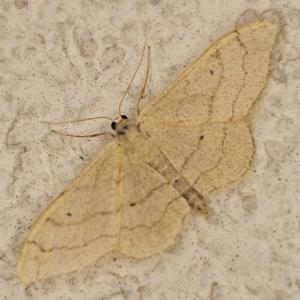 Click to view this image in a large viewer