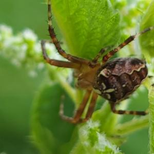 Click to view this image in a large viewer