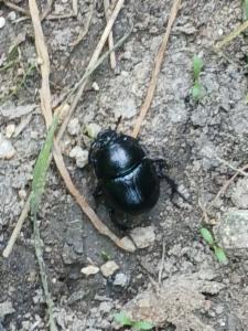 Click to view this image in a large viewer