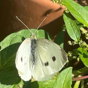 Click to view this image in a large viewer