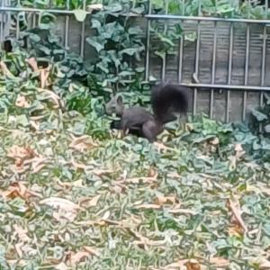 Click to view this image in a large viewer