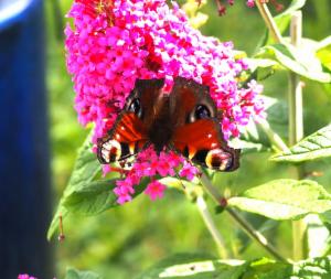 Click to view this image in a large viewer