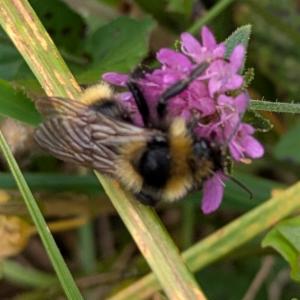 Click to view this image in a large viewer