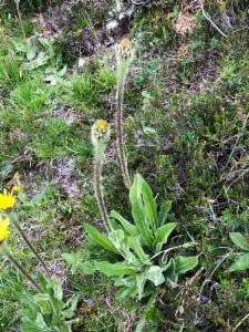 Click to view this image in a large viewer