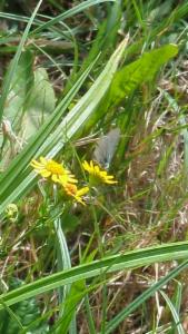 Click to view this image in a large viewer