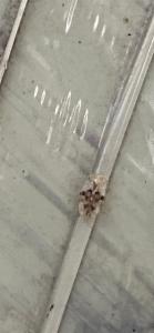 Click to view this image in a large viewer